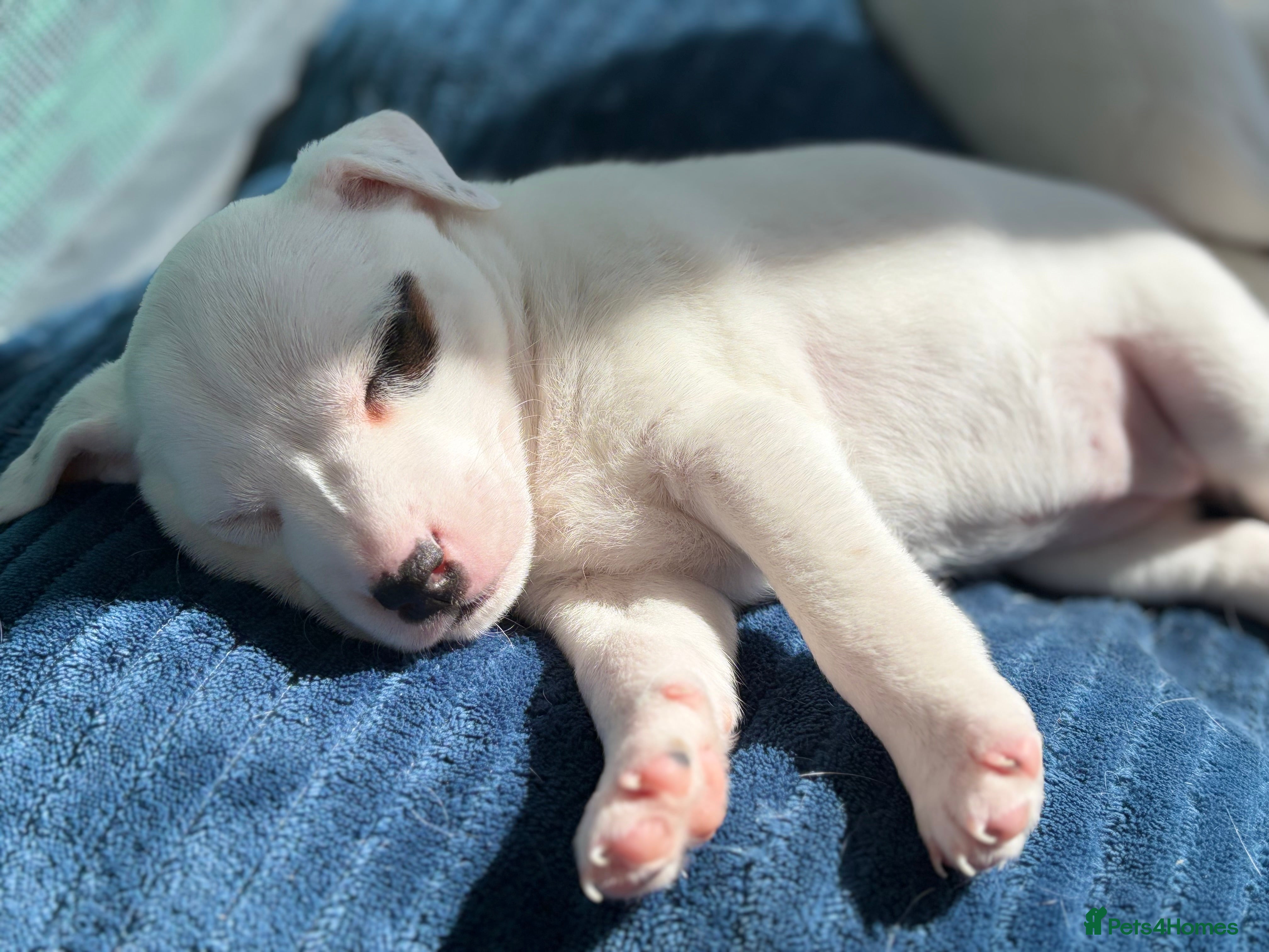 Jack Russell dogs Beautiful 6 pups for sale - Advert 2
