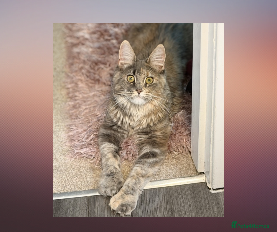Maine Coon cats RUSSIAN POLYDACTYL MAINE COON TICA ACTIVE - Advert 3
