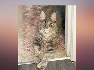 Maine Coon cats RUSSIAN POLYDACTYL MAINE COON TICA ACTIVE - Advert 3