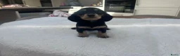 Miniature Dachshund dogs for sale: ****mini dachshunds *** in Nottingham - Advert 16