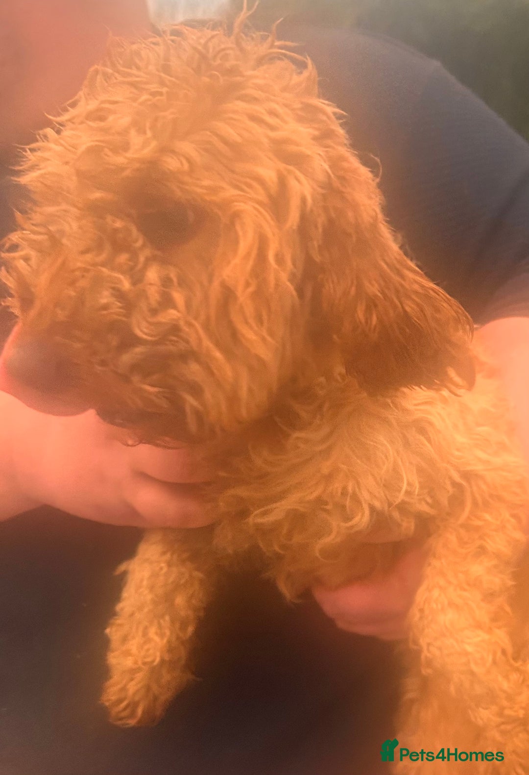 Cockapoo dogs for sale: Beautiful F1 cockapoo Waffle - Advert 4