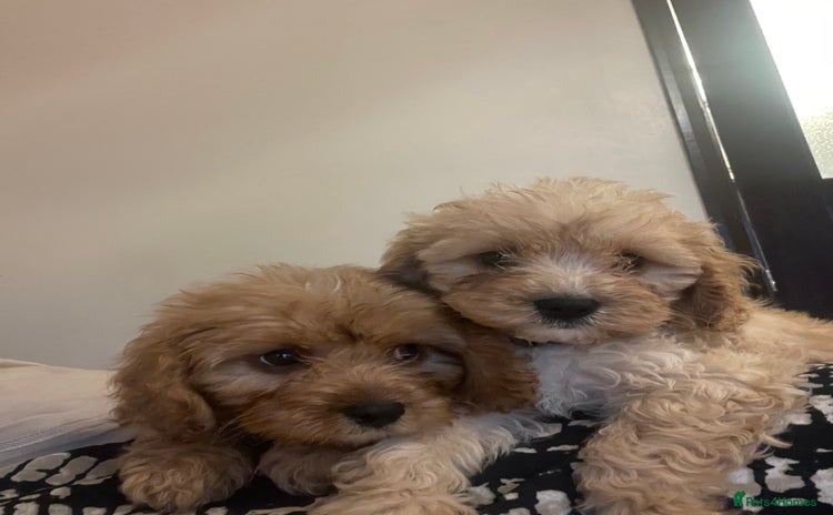 Cavapoo dogs - Advert 4