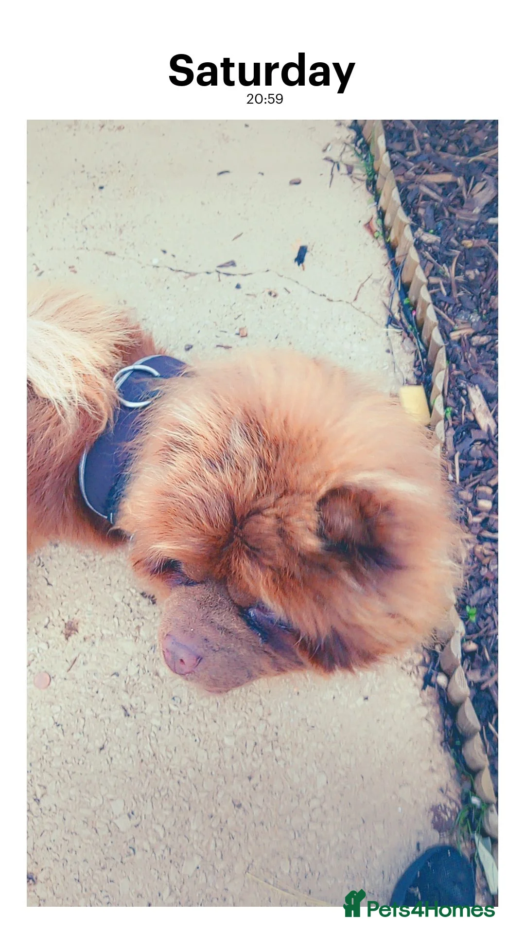 Chow Chow dogs for stud: Amazing chocolate chow chow for stud in Cardiff - Advert 2