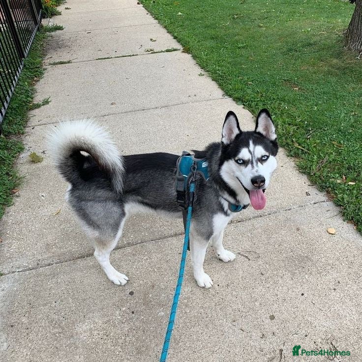 Siberian Husky dogs Beautiful Black & White Blue-Eyed Siberian Husky - Advert 4