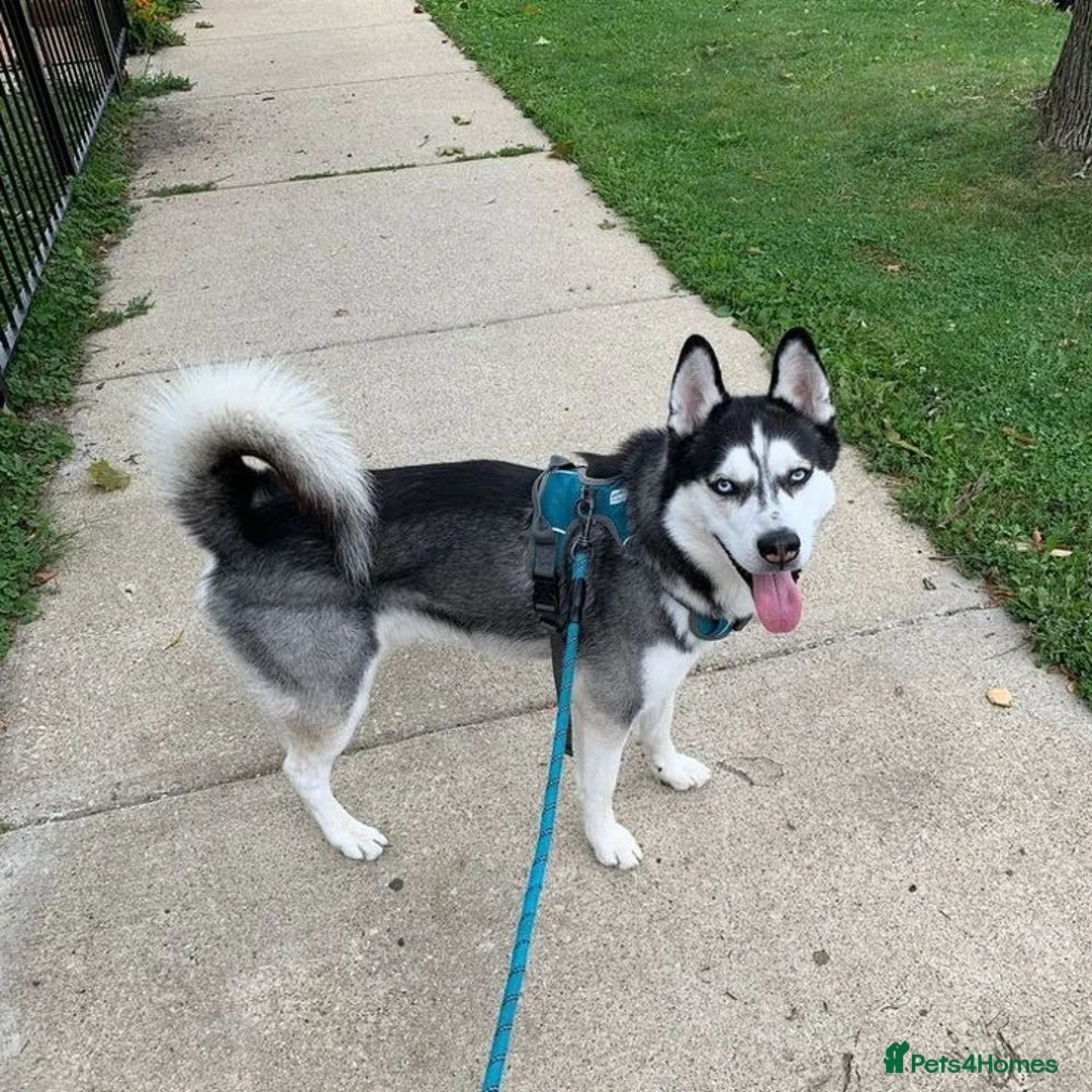 Siberian Husky dogs for sale: Beautiful Black & White Blue-Eyed Siberian Husky in London - Advert 1