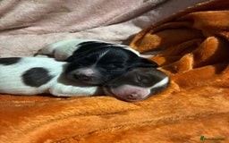 English Springer Spaniel dogs for sale: English springer spaniel puppies  - Image 2