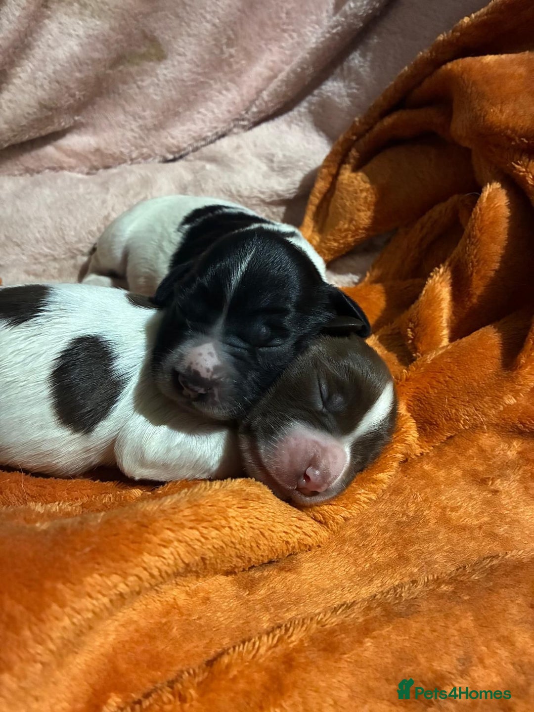English Springer Spaniel dogs for sale: English springer spaniel puppies  - Image 2