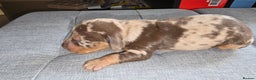 Dachshund dogs for sale: Mini dashhound  - Advert 4