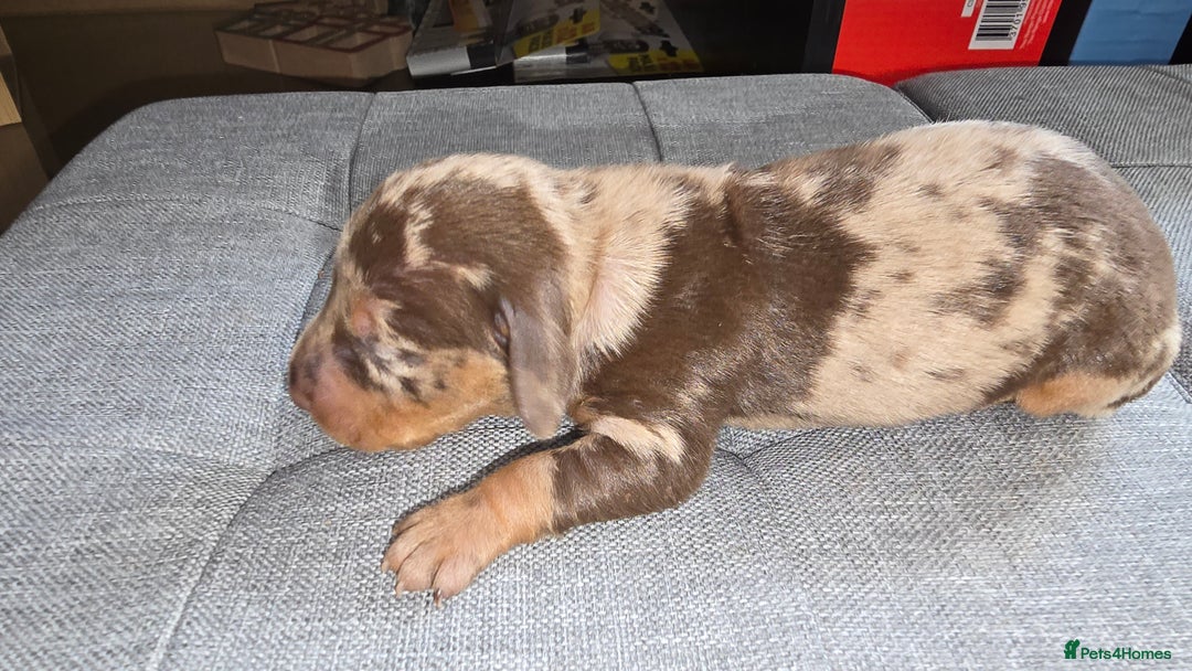 Dachshund dogs for sale: Mini dashhound  - Advert 4