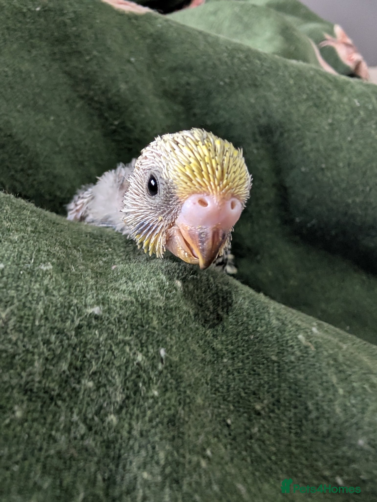 Budgerigars birds Baby budgies  - Advert 1