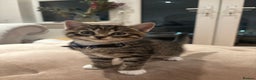 Mixed Breed cats for sale: Gorgeous mixed breed bengal and calico kittens - Advert 19