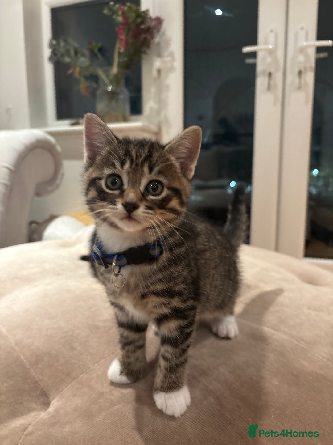 Mixed Breed cats for sale: Gorgeous mixed breed bengal and calico kittens - Advert 19