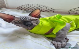 Sphynx cats for sale: Adorable Sphynx kittens💝🐈‍⬛🐈 - Image 26