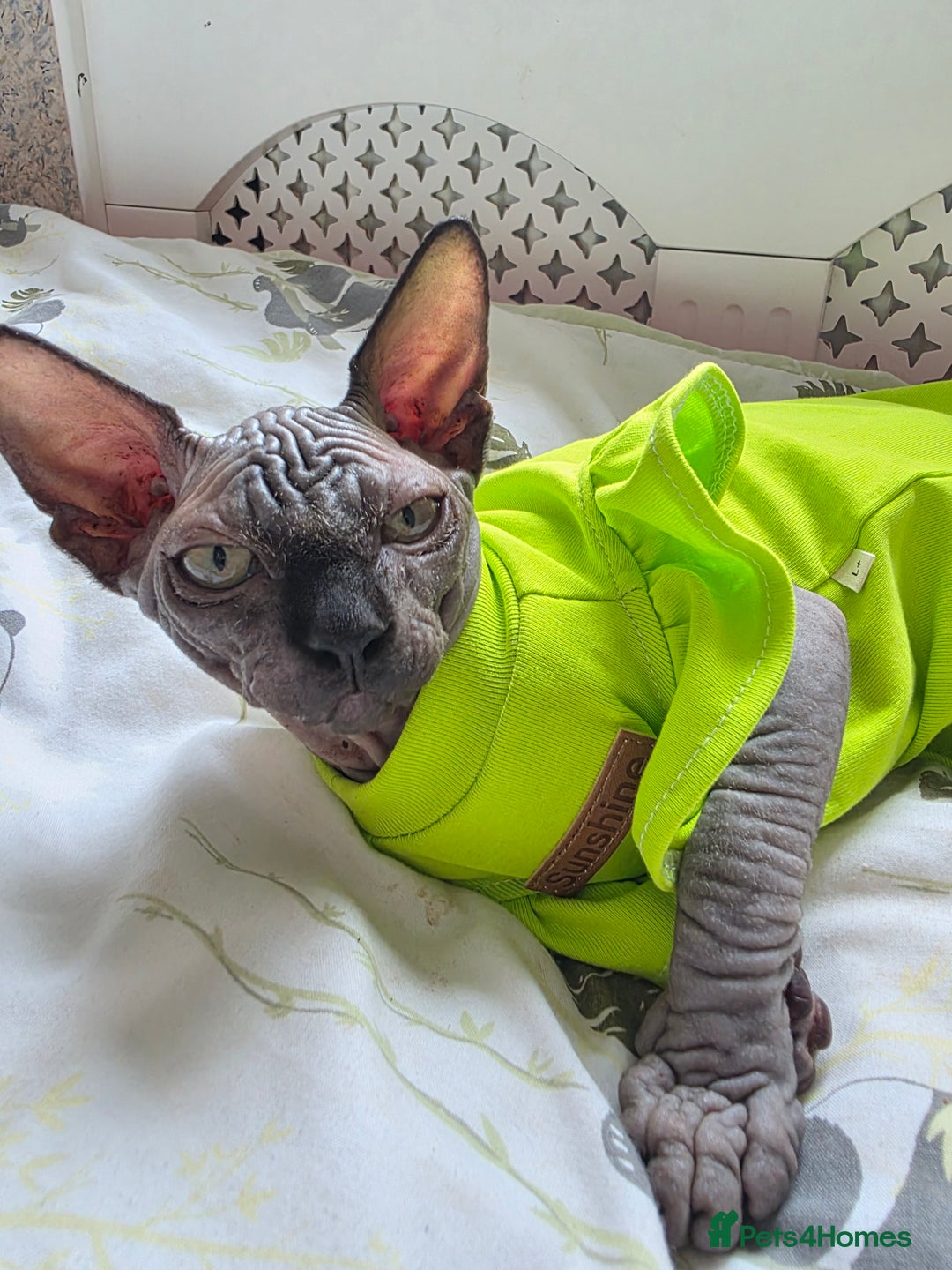 Sphynx cats for sale: Adorable Sphynx kittens💝🐈‍⬛🐈 - Image 26