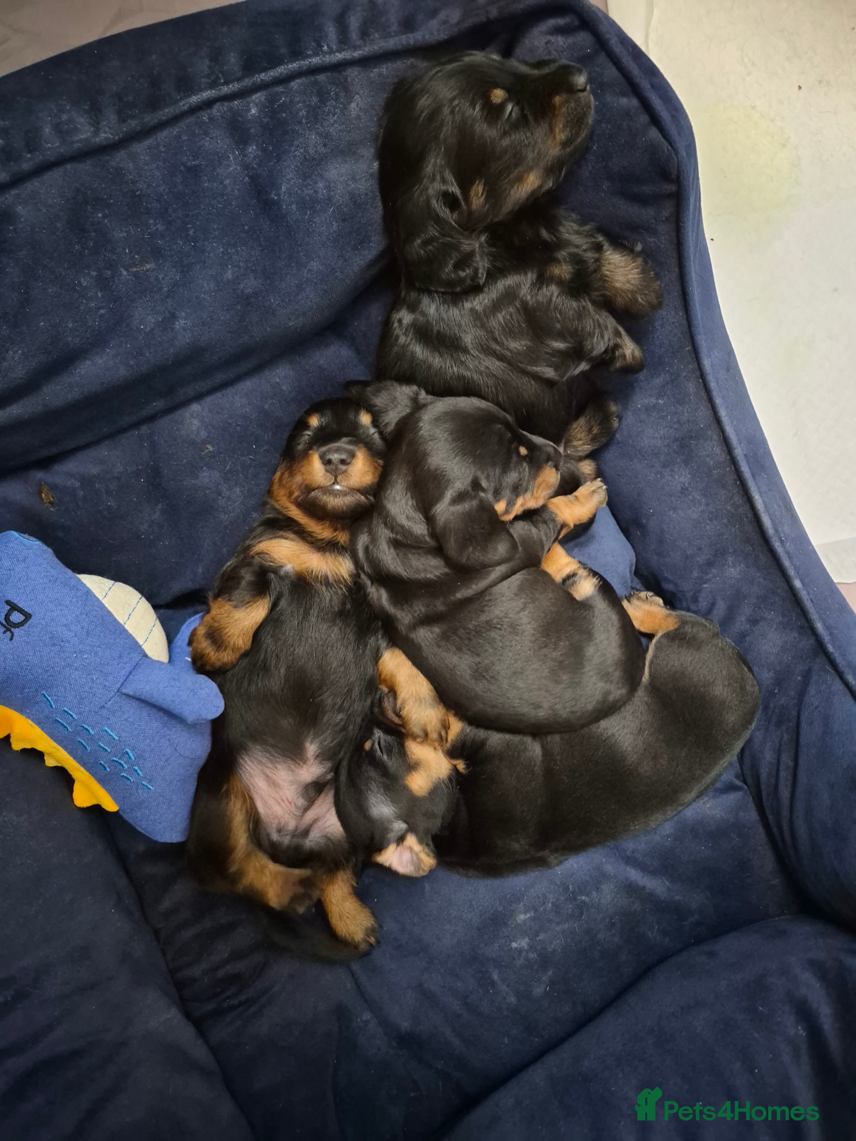 Dachshund dogs Dachshund  - Advert 11