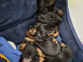 Dachshund dogs Dachshund - Advert 16