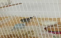 Budgerigars birds for sale: Budgies  - Advert 1