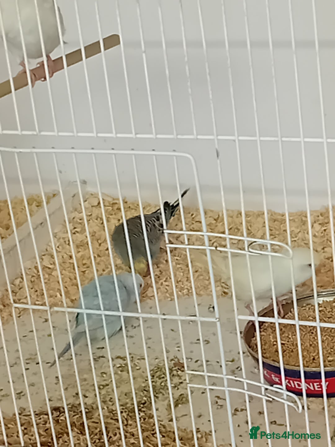 Budgerigars birds for sale: Budgies  - Advert 1