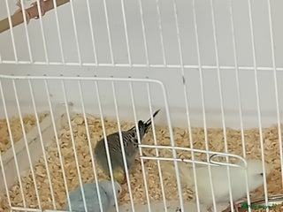 Budgerigars birds - Advert 34