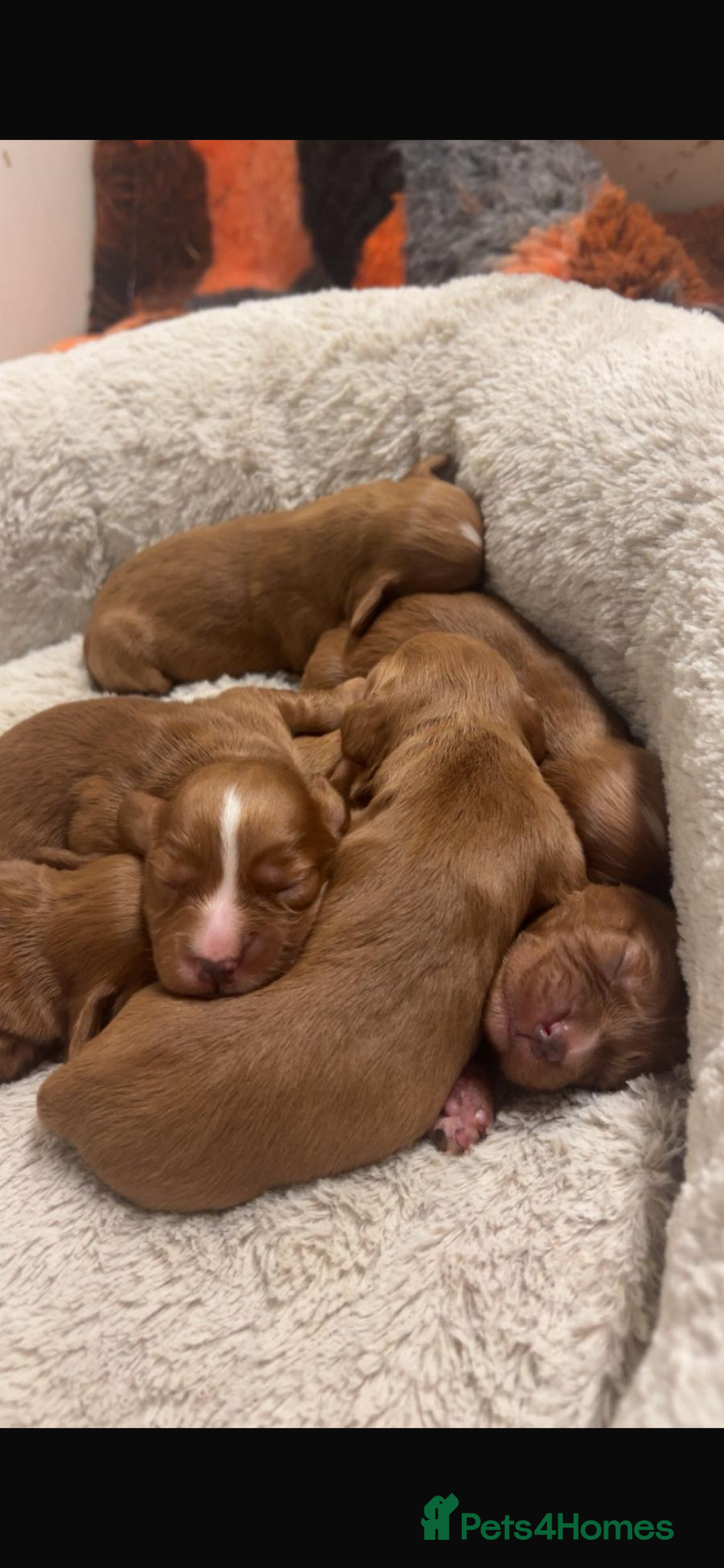 Cocker Spaniel dogs for sale: Beautiful Dark Red KC Registered Cocker Pups - Advert 17