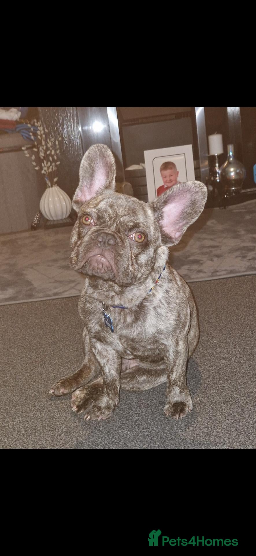 French Bulldog dogs Male French Bulldog - Advert 2