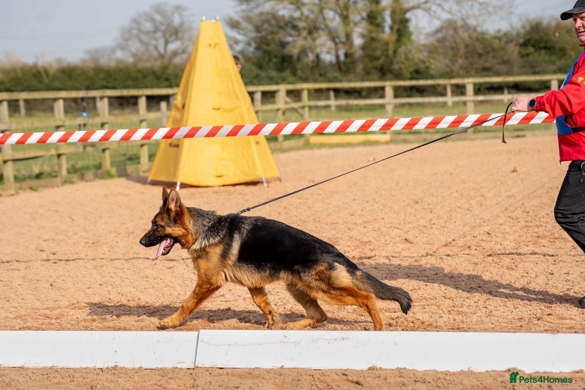 German Shepherd dogs for sale: Outstanding GSD male for sale - Advert 8