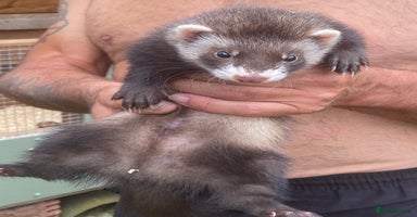 Ferret rodents - Advert 6
