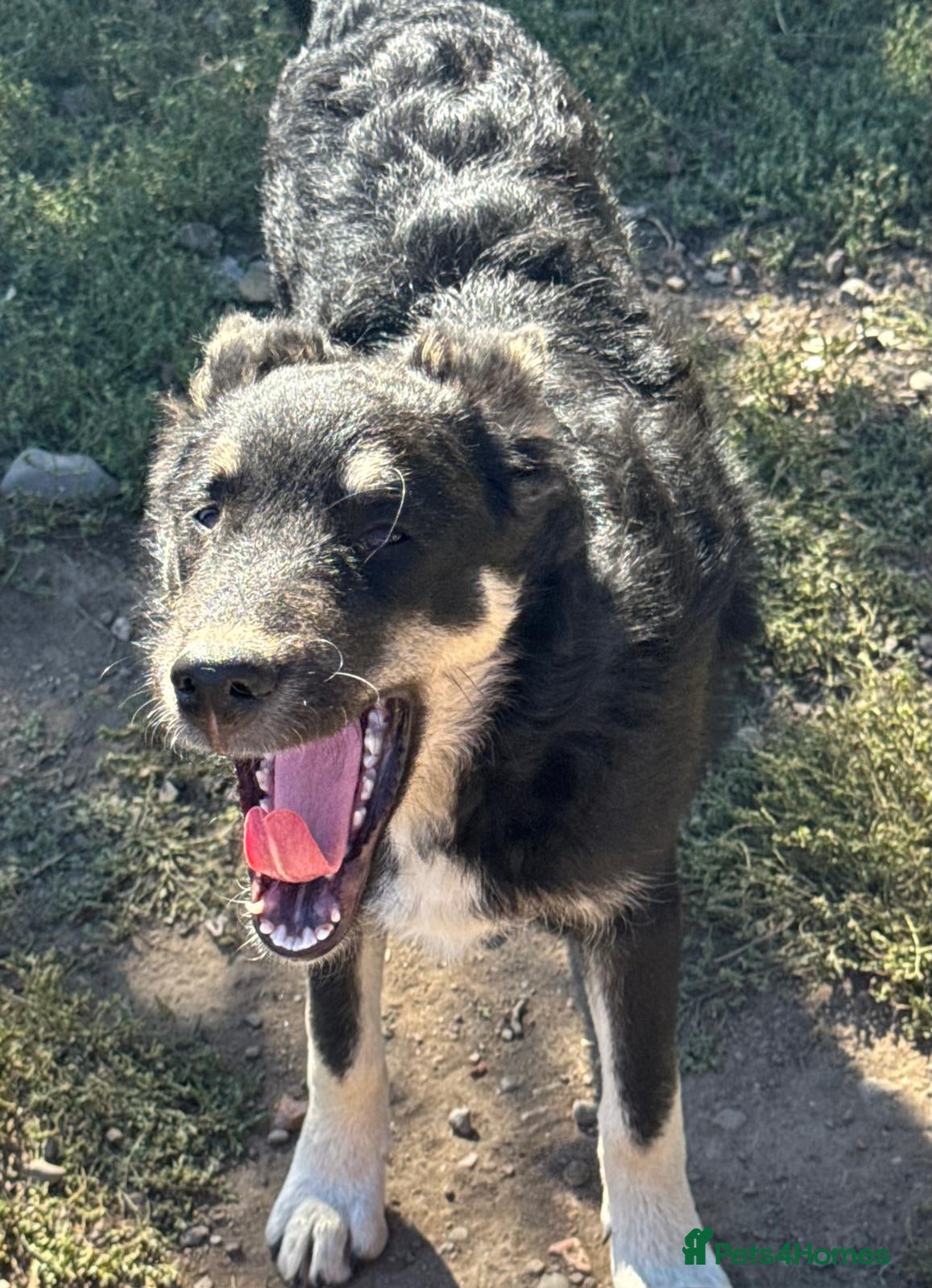 Mixed Breed dogs 🐾💛GIZMO, From a Rubbish Bag to a Real Future💛🐾 - Advert 8