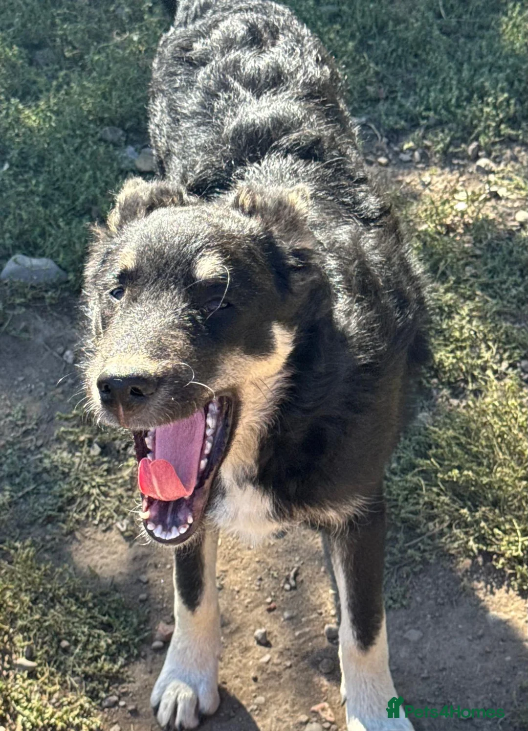 Mixed Breed dogs for adoption: 🐾💛GIZMO, From a Rubbish Bag to a Real Future💛🐾 - Advert 1