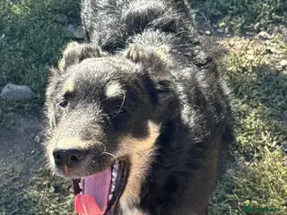 Mixed Breed dogs 🐾💛GIZMO, From a Rubbish Bag to a Real Future💛🐾 - Advert 8