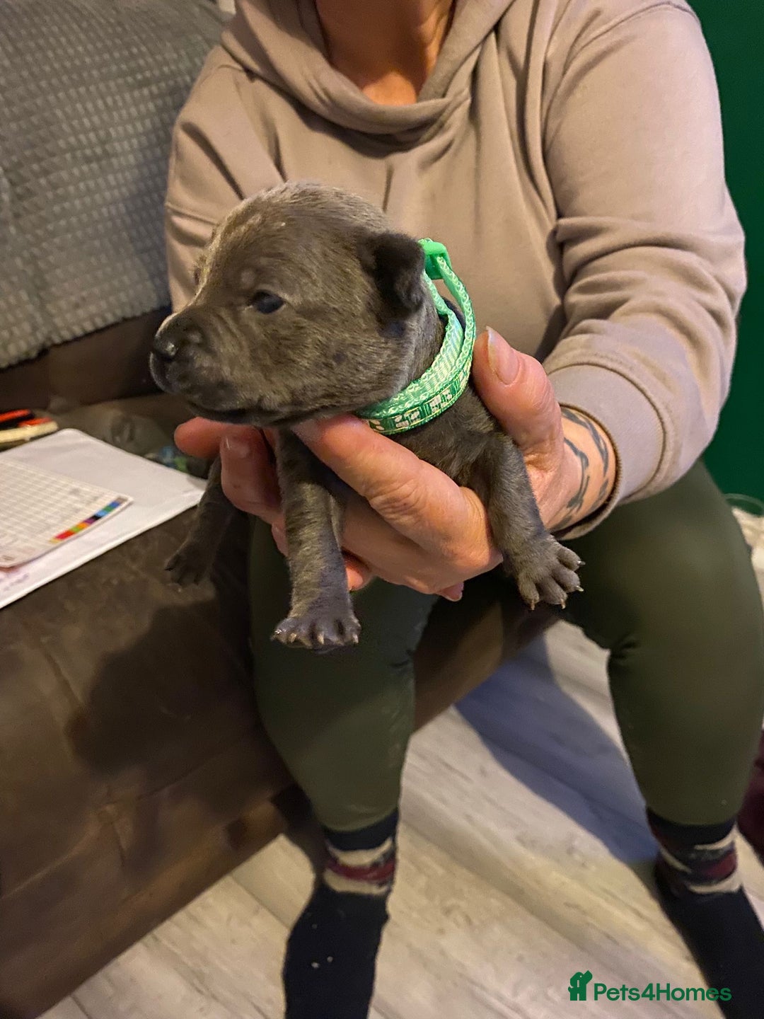 Staffordshire Bull Terrier dogs for sale: Blue pups  - Advert 5