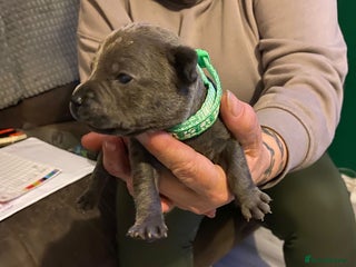 Staffordshire Bull Terrier dogs Blue pups - Advert 13