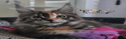 Maine Coon cats for sale: Top quality Mainecoon girls..Tica reg  - Advert 12