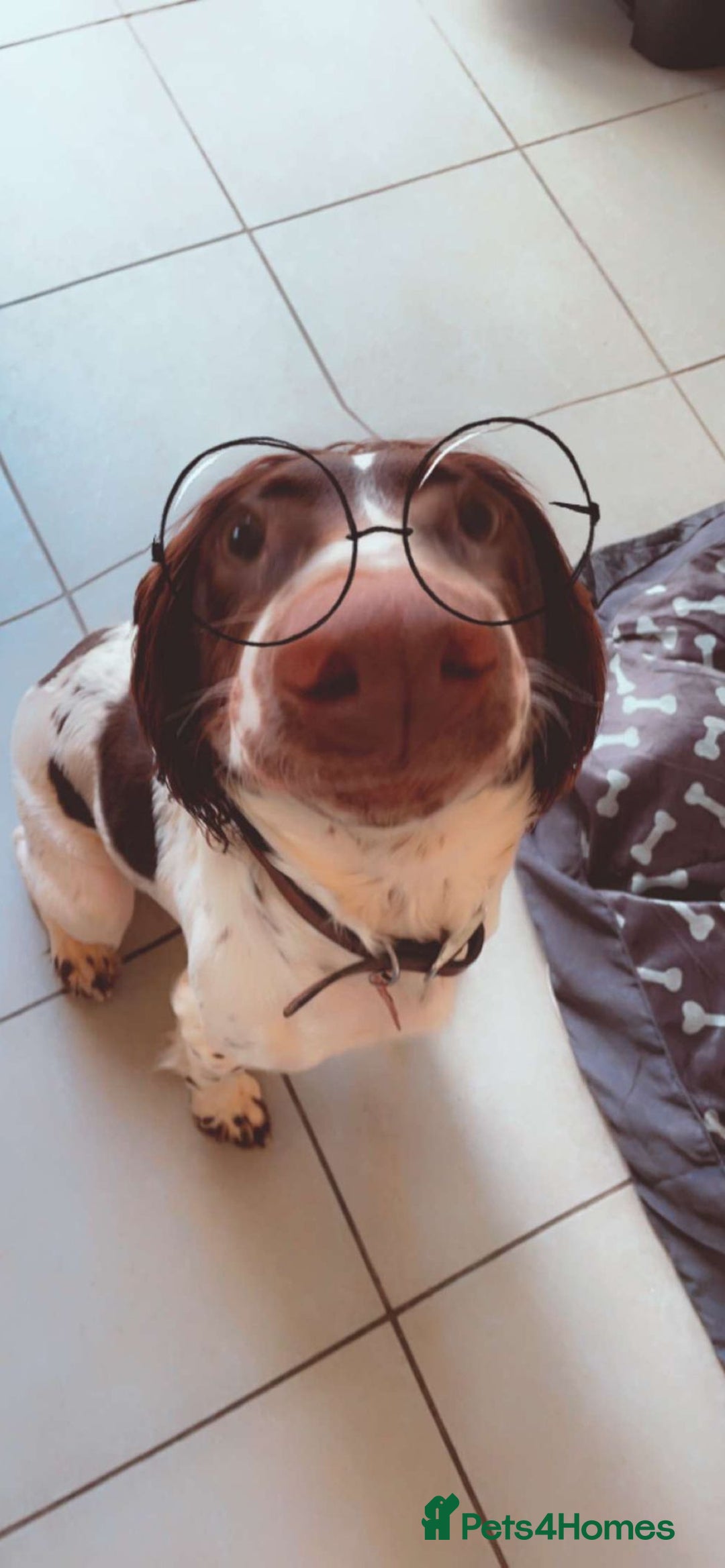 English Springer Spaniel dogs for sale: KC English Springer Spaniel Pups  - Advert 5