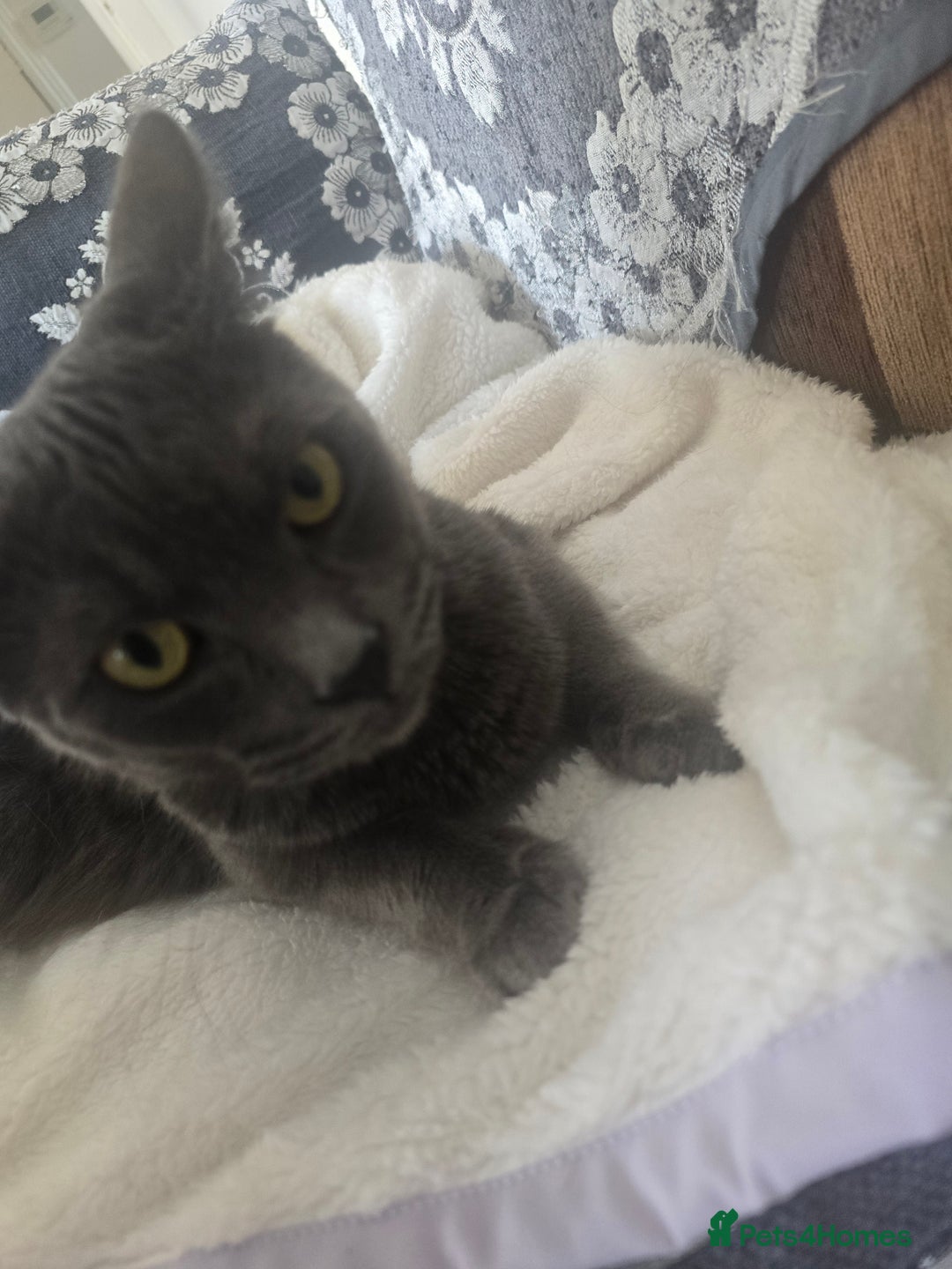 British Shorthair cats for sale: 3 kittens for sale - Image 4
