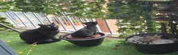 Mixed Breed cats for sale: Calm & Peaceful Male Adult Cat Needs New Home - Advert 12