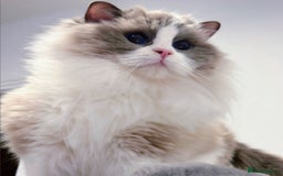Ragdoll cats for sale: ❤️Beauty Queen! ❤️ - Image 1