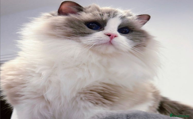 Ragdoll cats - Advert 7