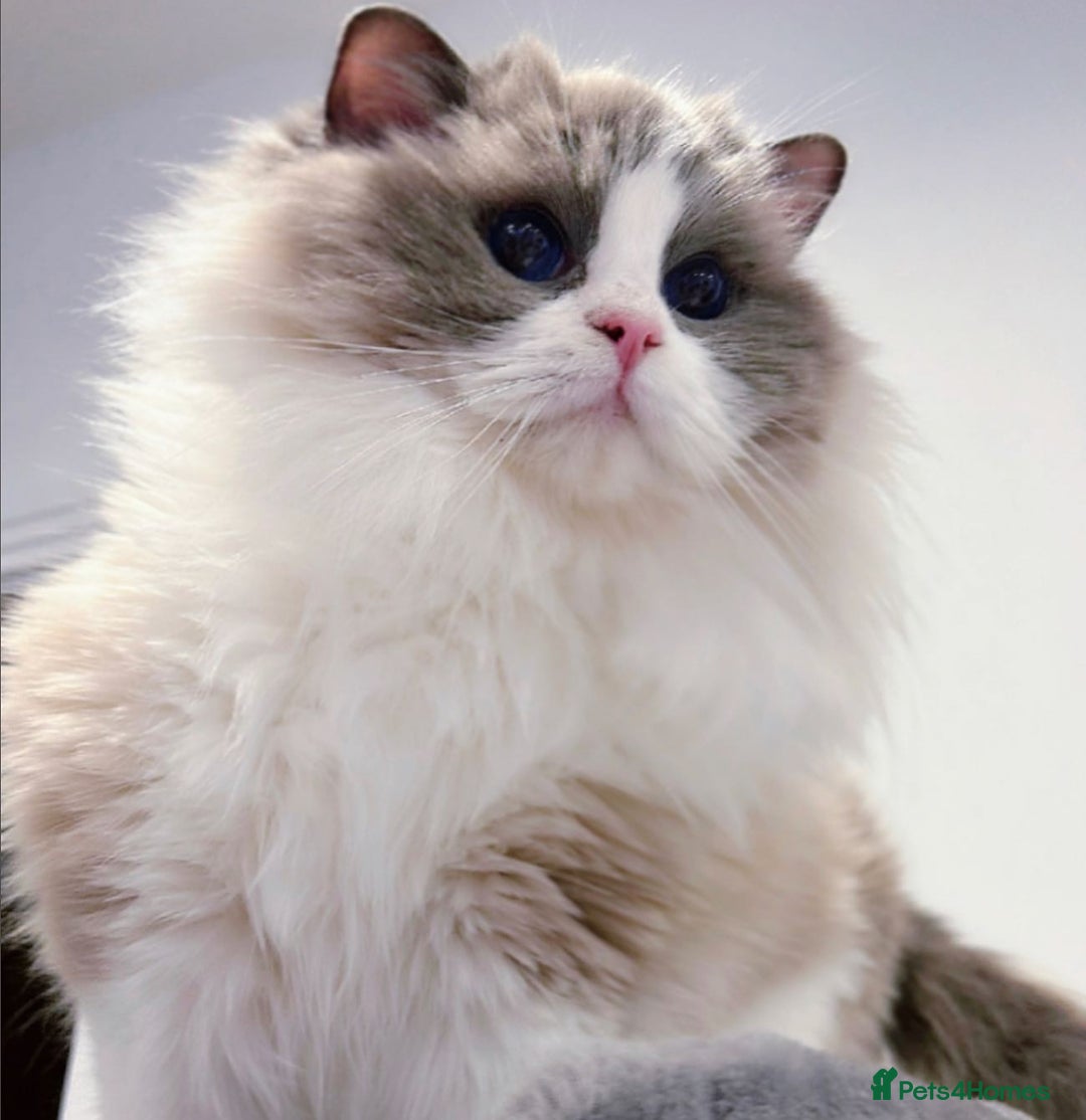 Ragdoll cats for sale: ❤️Beauty Queen! ❤️ - Image 1