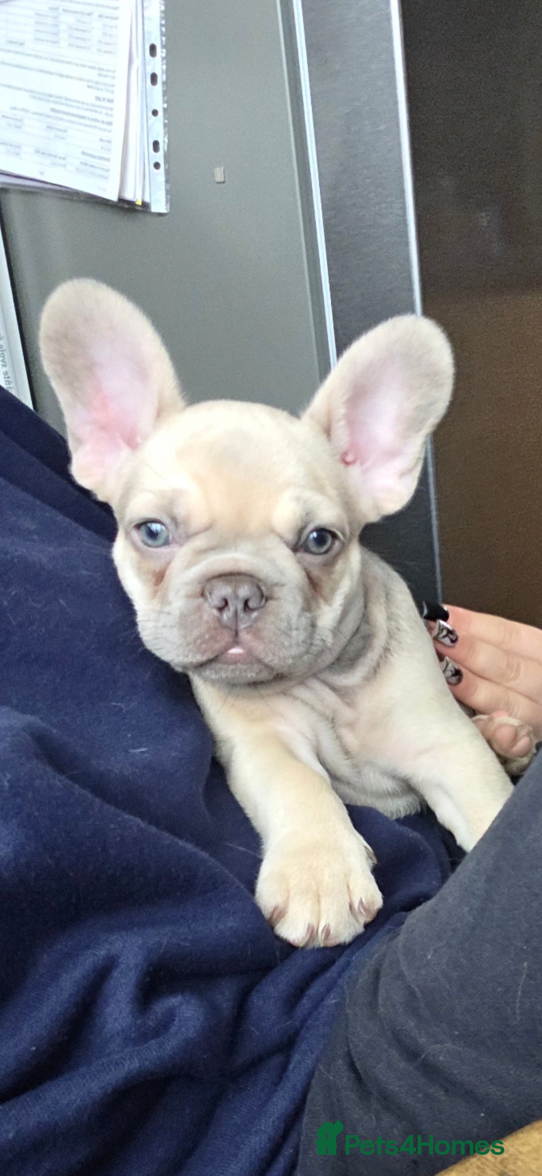 French Bulldog dogs for sale: Frenchies for sale - Advert 1
