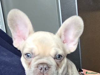 French Bulldog dogs Frenchies for sale - Advert 13
