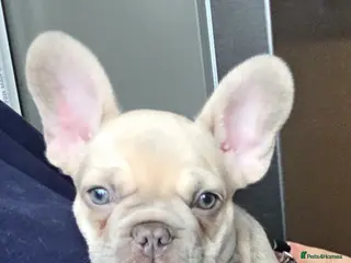 French Bulldog dogs Frenchies for sale - Advert 16