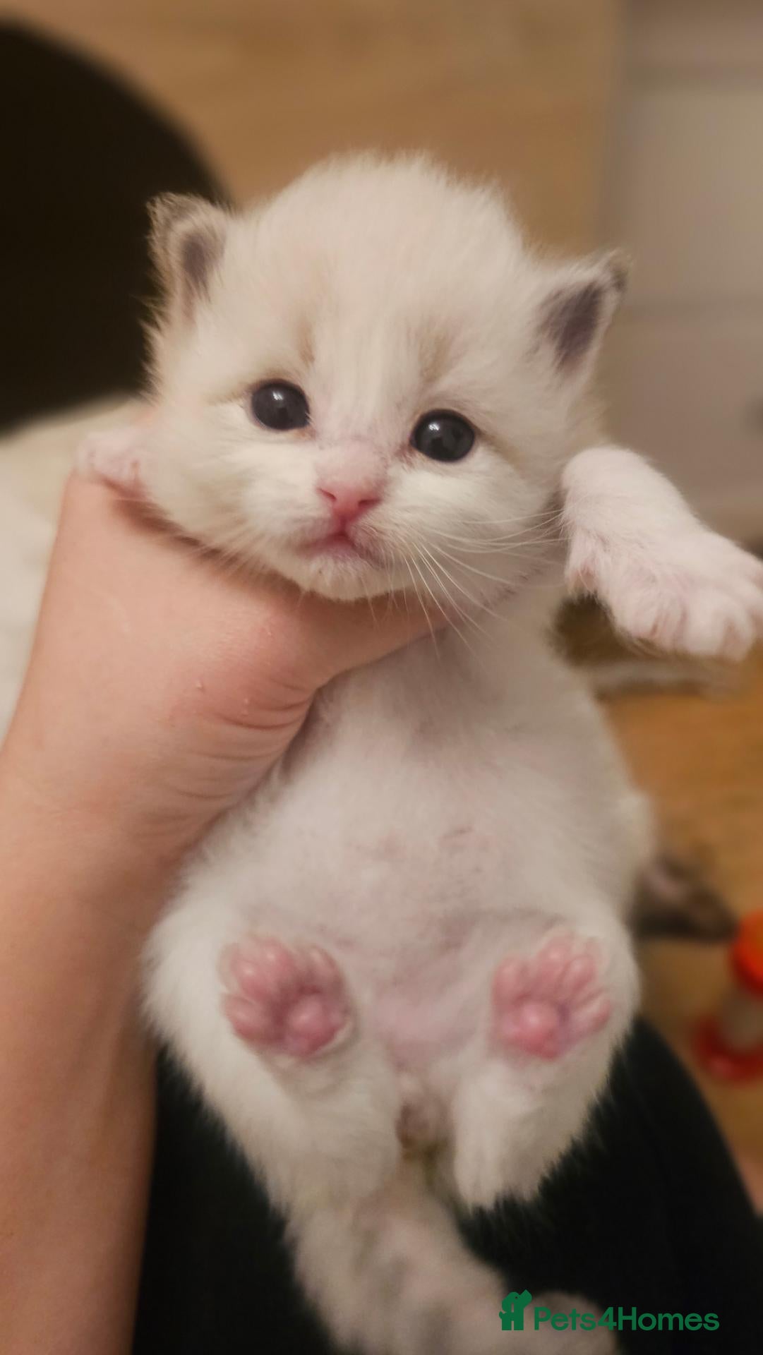 Ragdoll cats for sale: 🏆 GCCF Ragdolls – Championship Bloodlines - Advert 1