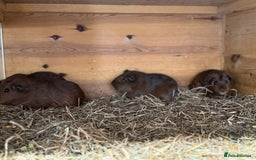 Guinea Pig rodents for sale: Young male & female guinea pigs for sale - Image 4