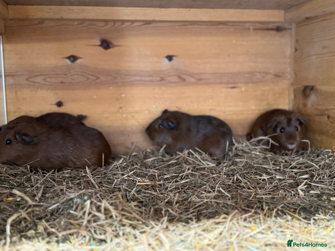 Guinea Pig rodents for sale: Young male & female guinea pigs for sale - Image 4