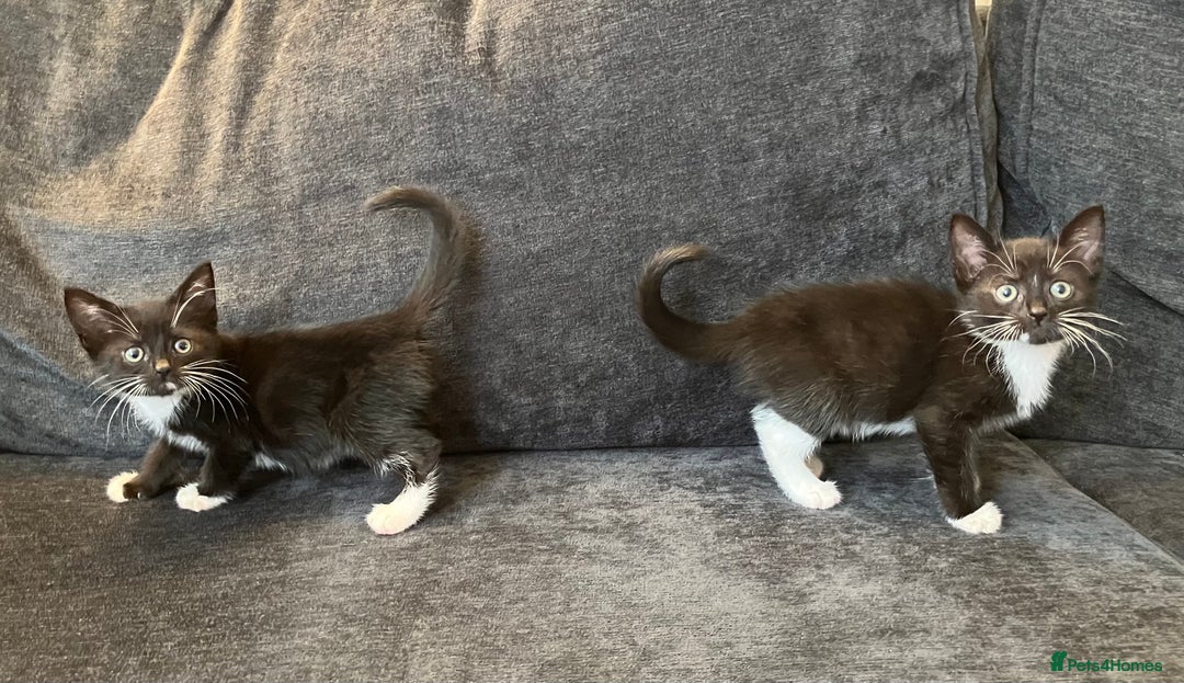 Mixed Breed cats for sale: Girl kittens for good homes only - Image 2