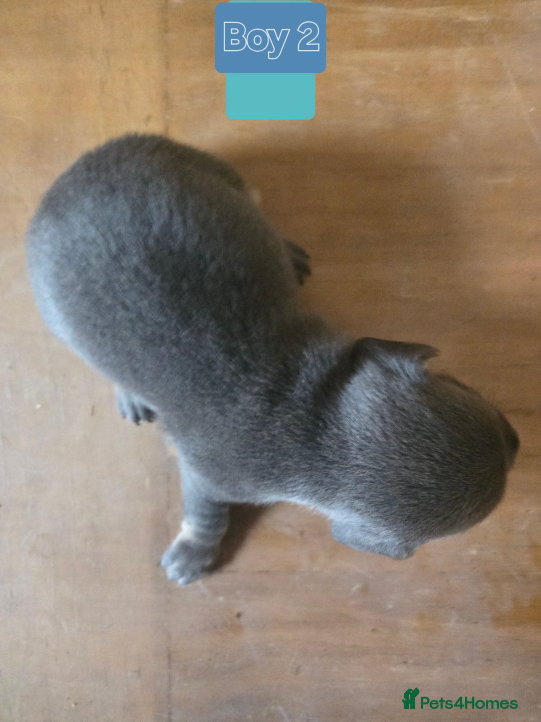 Mixed Breed dogs for sale: 5 beautiful Chiweenie puppies for Sale  - Image 8