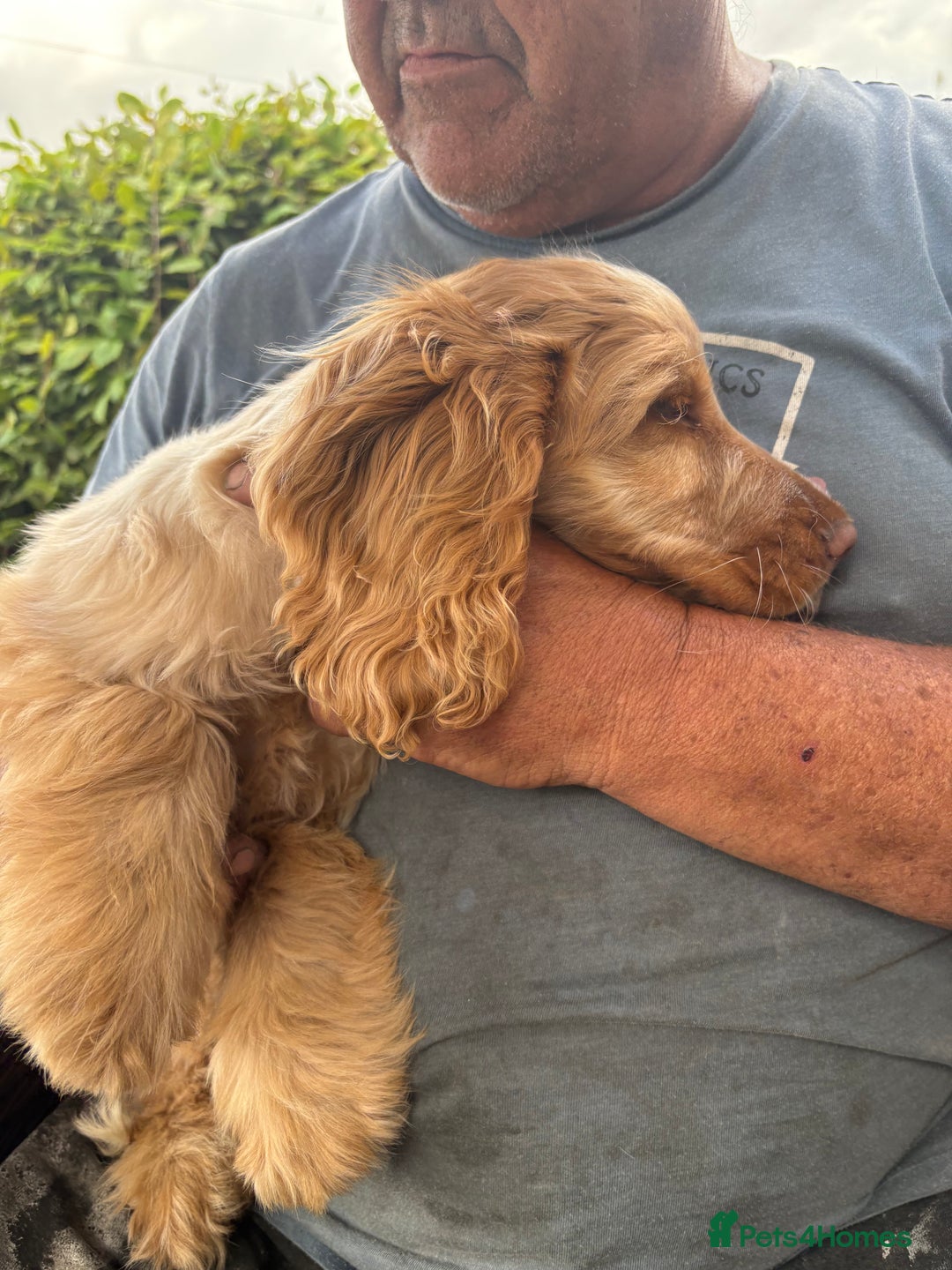 Cocker Spaniel dogs for sale: Show cocker spaniels in Doncaster - Image 34
