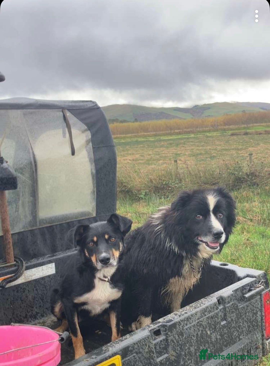 Border Collie dogs for sale: 1 collie x kelpie bitch  - Advert 2