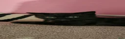 Mixed Breed cats for sale: Gorgeous black kitten looking for his forever home - Advert 6